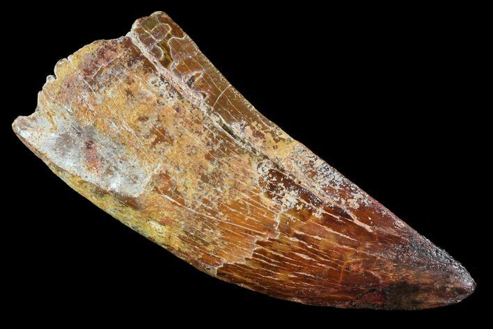 Robust, Carcharodontosaurus Tooth - Restored Tip #73072